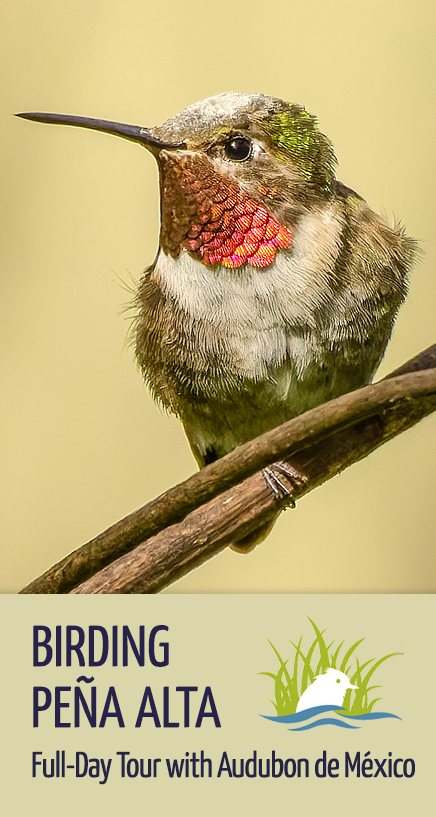 Birding Peña Alta | Natural Protected Areas of Guanajuato, Mexico