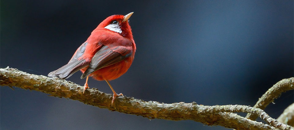 West Mexico Birding Tour